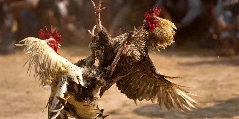 Đá Gà Cựa Dao Hình Thức Cá Cược Được Yêu Thích Nhất Năm 