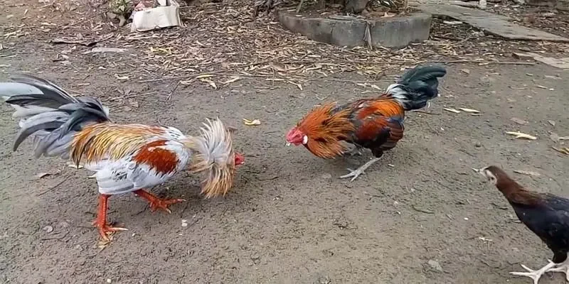 Độ hấp dẫn của đá gà trực tiếp