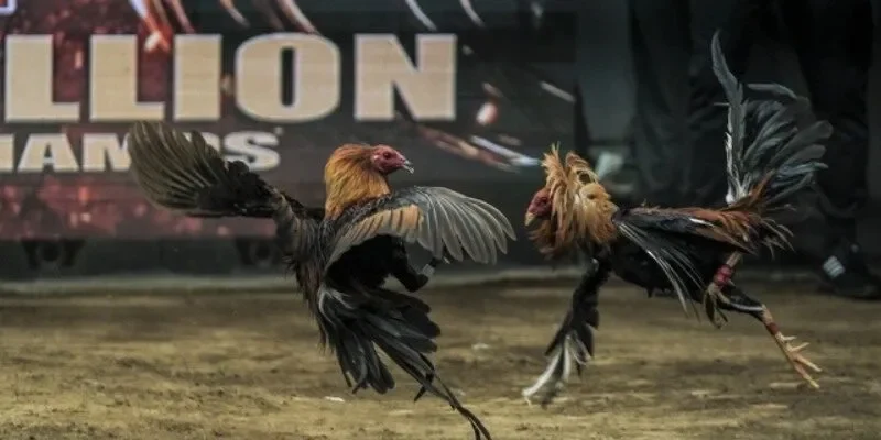 Lý do đá gà cựa sắt luôn thu hút và luôn được yêu thích